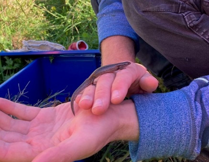 Copper Skink