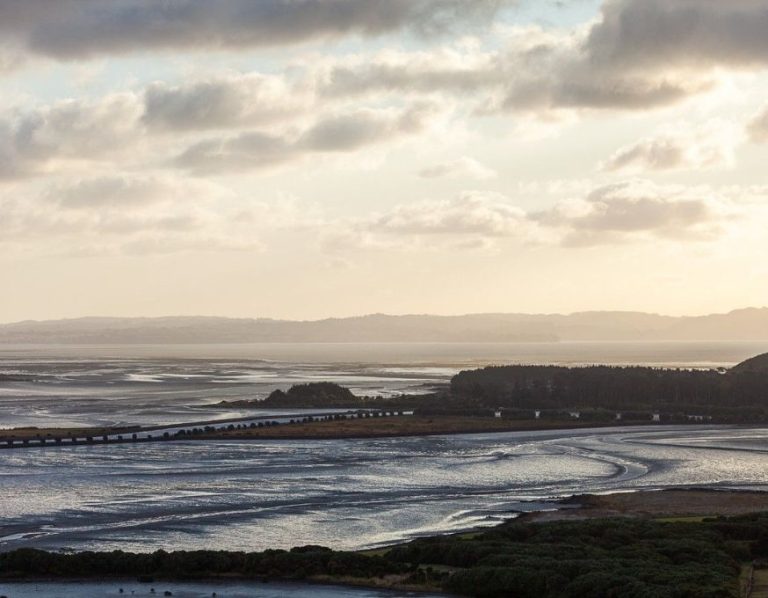 Puketutu Island Rehabilitation Project Stevenson